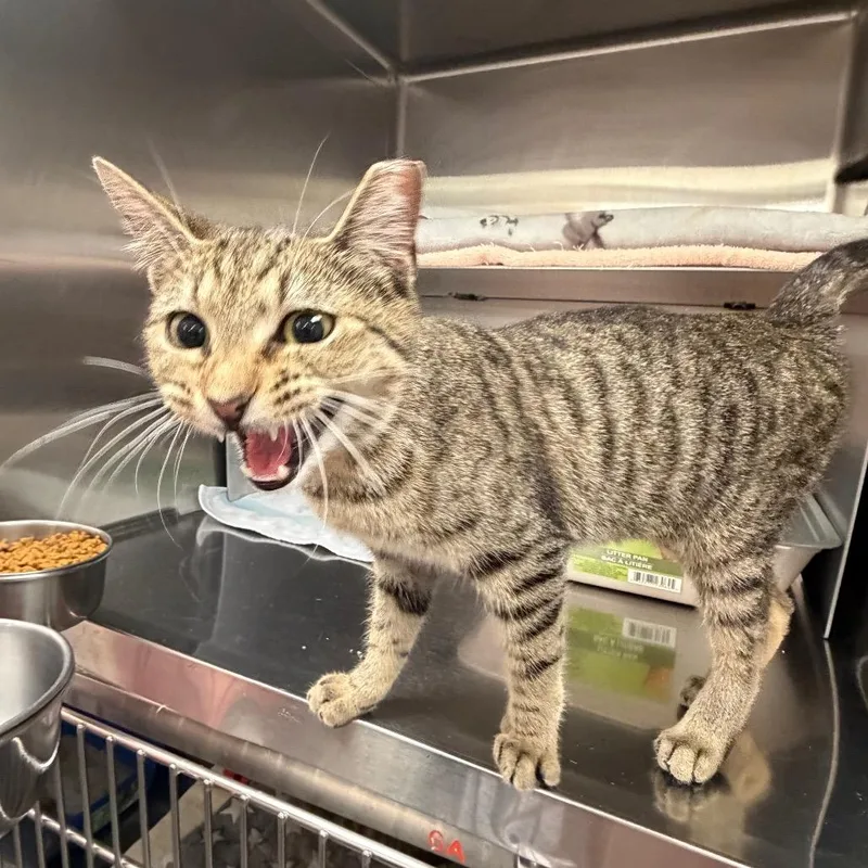 A young medium-sized female Brown / Chocolate Domestic Short Hair cat named Belinda for adoption in Hamburg, NY