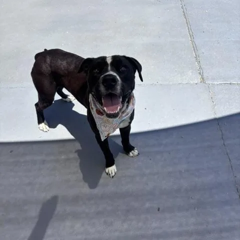An adult medium-sized male Black Labrador Retriever dog named Odin for adoption in Marion, NC