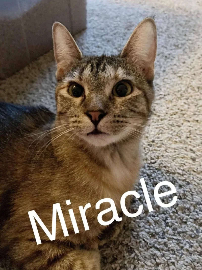 Miracle thumbnail 4
