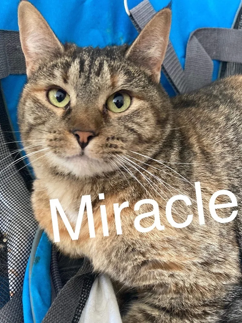 Miracle thumbnail 5