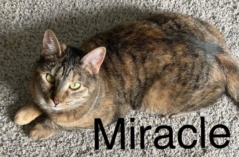 Miracle thumbnail 6