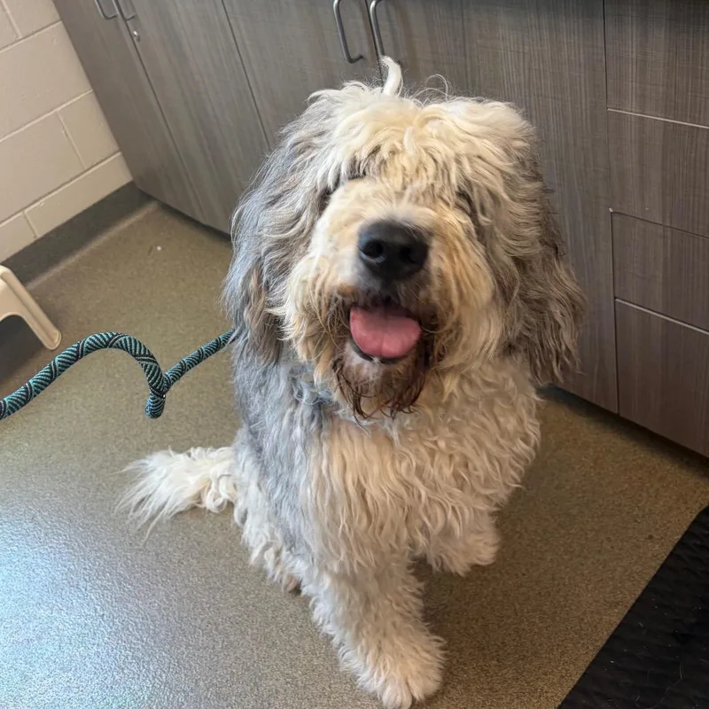 An adult large-sized female Gray / Blue / Silver Bernese Mountain Dog dog named Barbie for adoption in Council Bluffs, IA