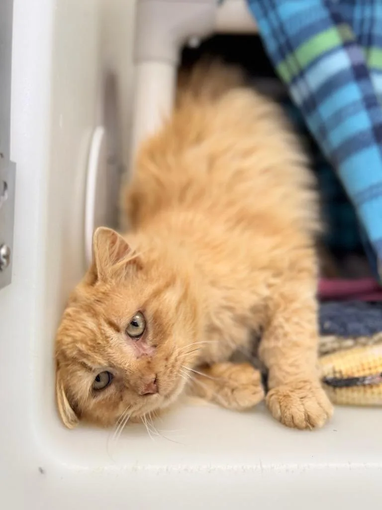 An adult medium-sized male Domestic Long Hair cat named Cautious for adoption in Menomonie, WI