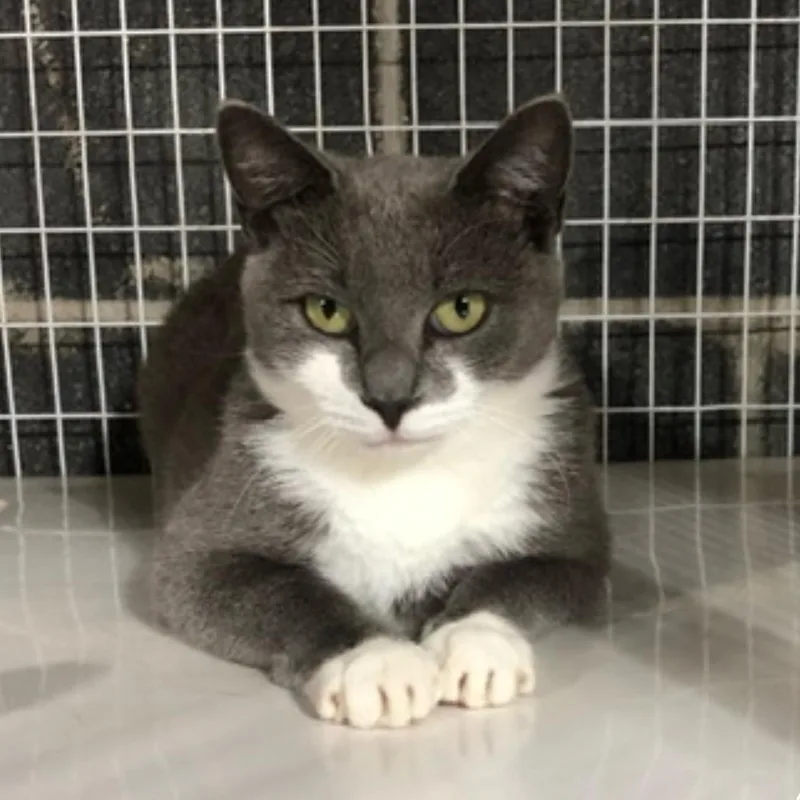 A young medium-sized female Domestic Short Hair cat named Sugar for adoption in Clifton, NJ