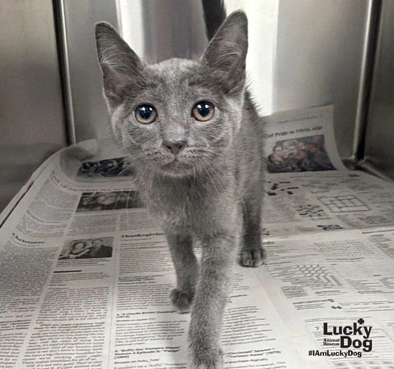 A baby medium-sized male Gray / Blue / Silver Domestic Short Hair cat named Grover for adoption in Washington, DC