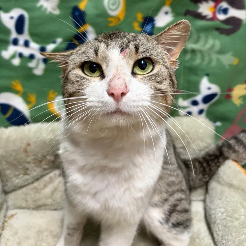 Jean Clawde Van Damme