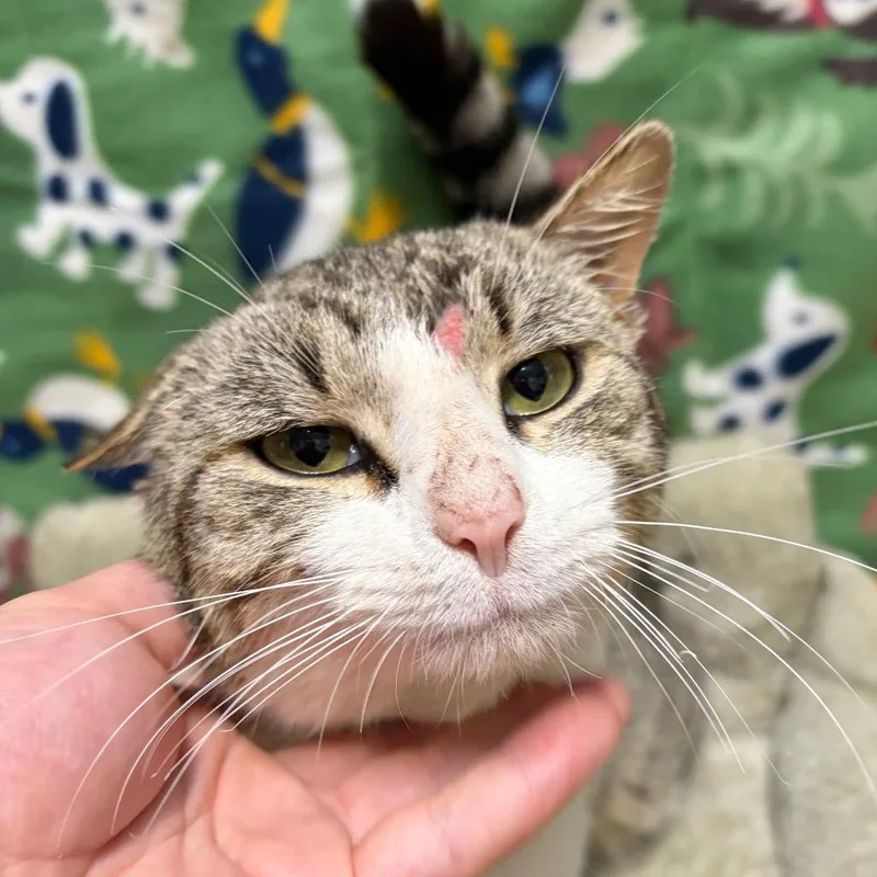 Jean Clawde Van Damme thumbnail 2