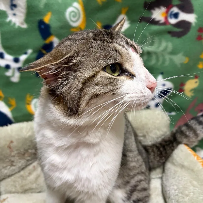 Jean Clawde Van Damme thumbnail 3