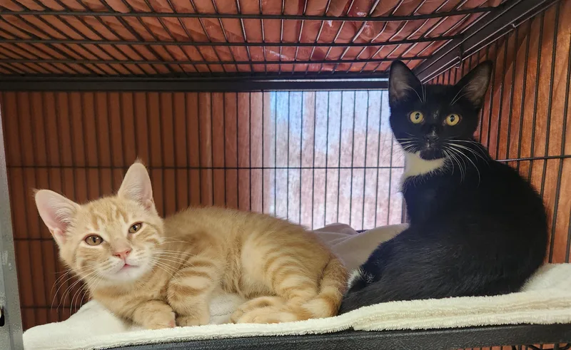 A baby medium-sized male Tabby (Orange / Red) Domestic Short Hair cat named Cheeto and Oreo for adoption in Clayton, NJ