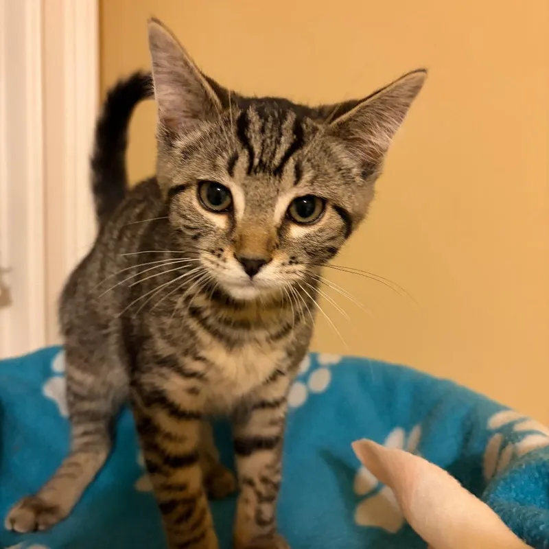 A baby small-sized female Domestic Short Hair cat named Buttercup for adoption in Cumming, GA