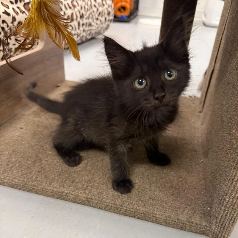 A baby small-sized female Black Domestic Medium Hair cat named Fern for adoption in Houston, TX
