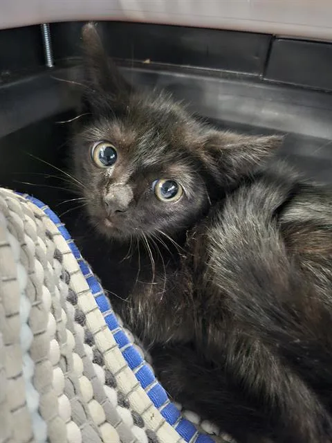 A baby small-sized male Domestic Short Hair cat named Zoodles for adoption in Palmetto, FL