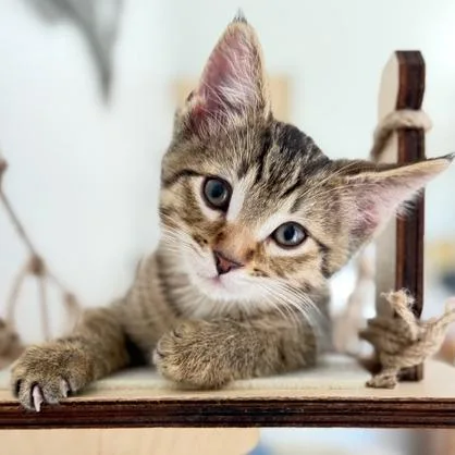 A baby small-sized male Brown / Chocolate Domestic Short Hair cat named Cooper for adoption in Naperville, IL