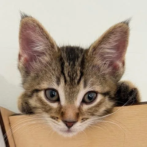 Cooper thumbnail 2