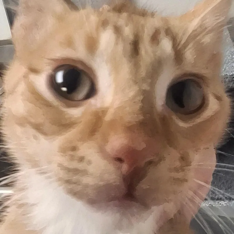 A baby small-sized female Orange / Red Domestic Short Hair cat named Ellie for adoption in Birmingham, AL