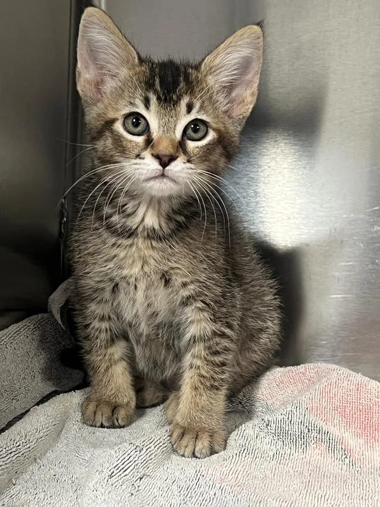 A baby small-sized female Domestic Short Hair cat named Silky for adoption in Labelle, FL