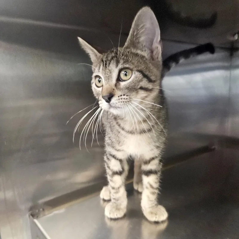 A baby small-sized male Gray / Blue / Silver Domestic Short Hair cat named Max Headroom for adoption in Austin, TX
