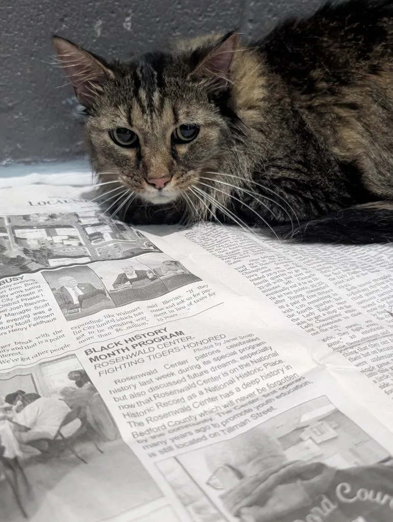 An adult medium-sized male Domestic Long Hair cat named Harry for adoption in Shelbyville, TN