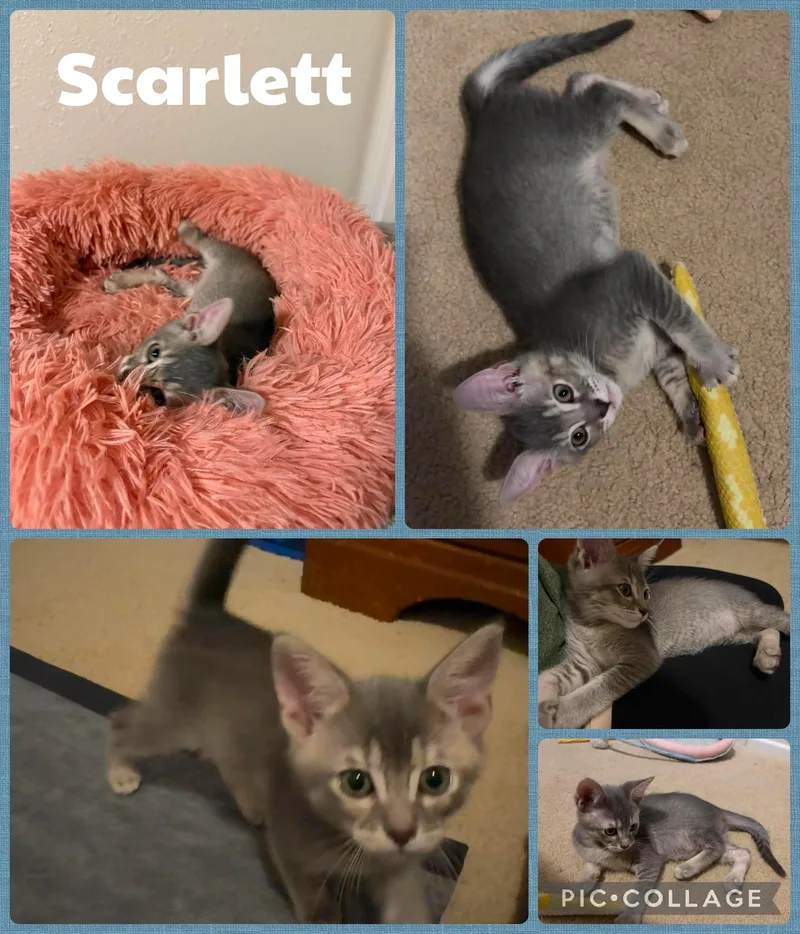 A baby small-sized female Tabby (Gray / Blue / Silver) Domestic Short Hair cat named Scarlett for adoption in Newberg, OR