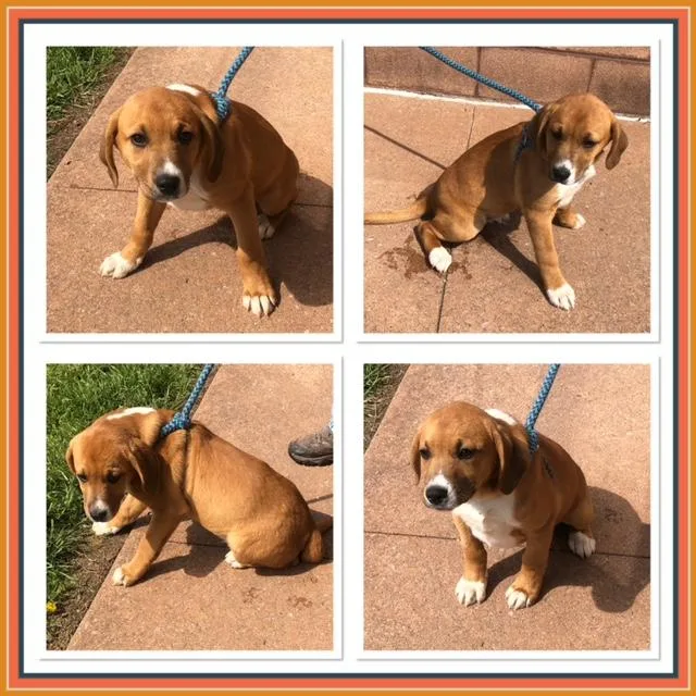 A baby small-sized male Red / Chestnut / Orange Labrador Retriever dog named Luke for adoption in Buckhannon, WV