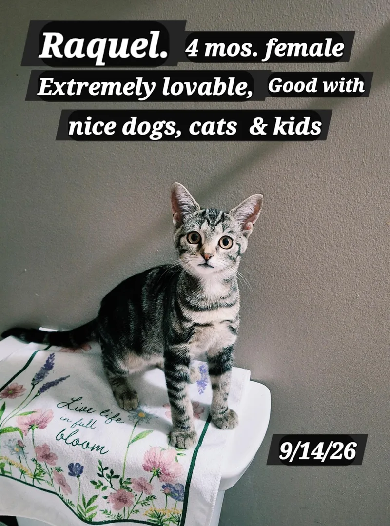 A young medium-sized female Brown / Chocolate Tabby cat named Raquel for adoption in Staunton, VA