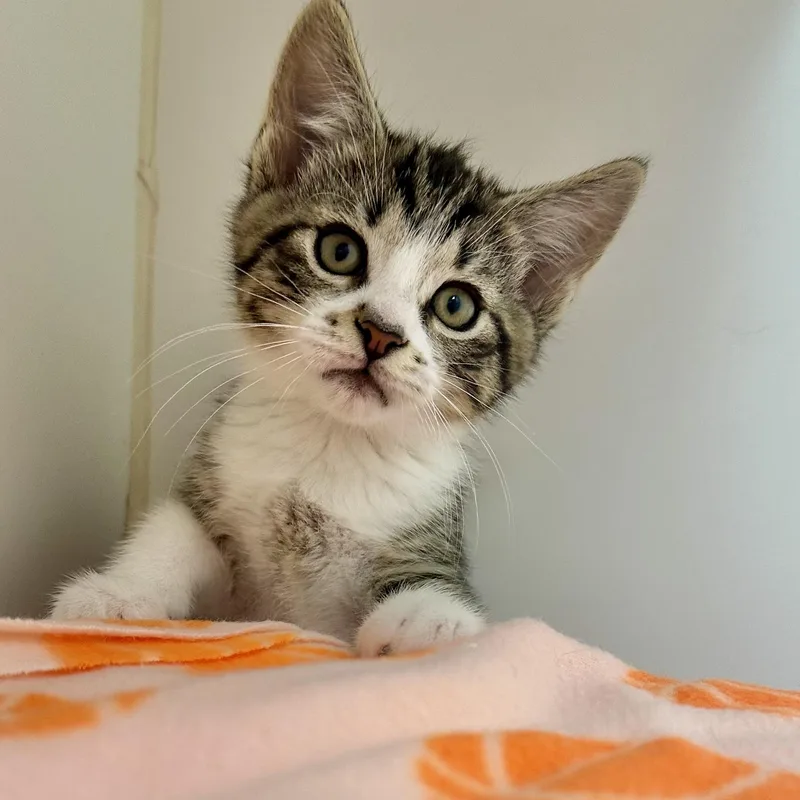 A young small-sized male Domestic Short Hair cat named Dumbledore for adoption in Reisterstown, MD
