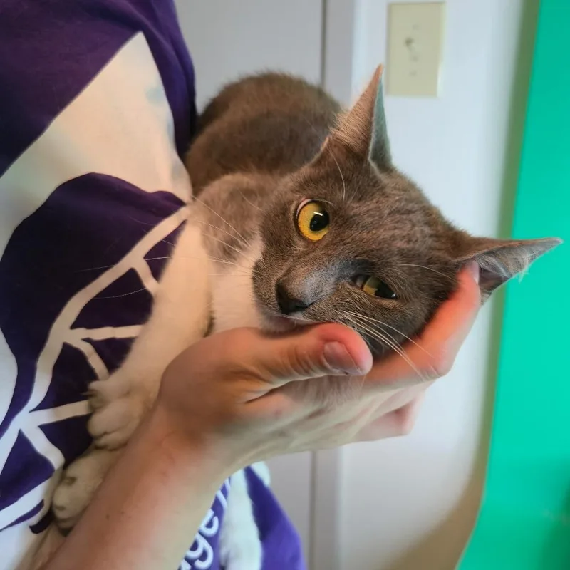 A young medium-sized female Gray / Blue / Silver Domestic Short Hair cat named Sally for adoption in San Antonio, TX