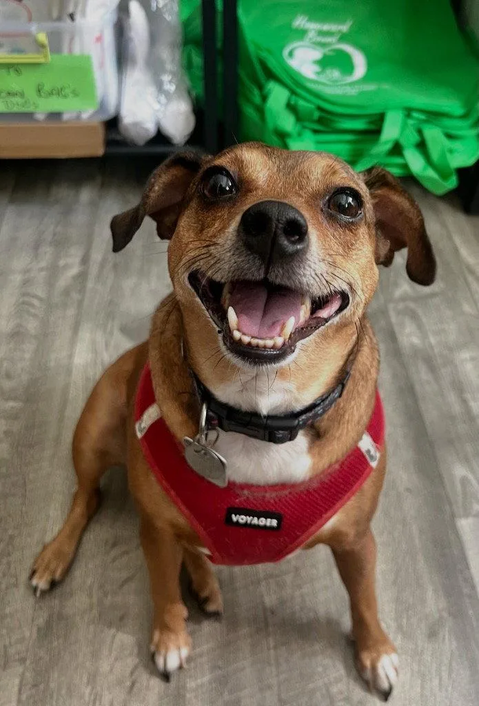 An adult small-sized female Chihuahua dog named April for adoption in Ellijay, GA