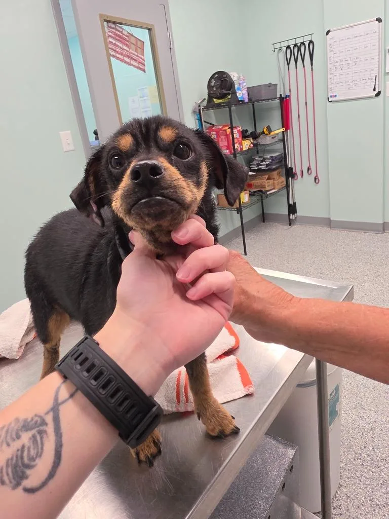 Speck