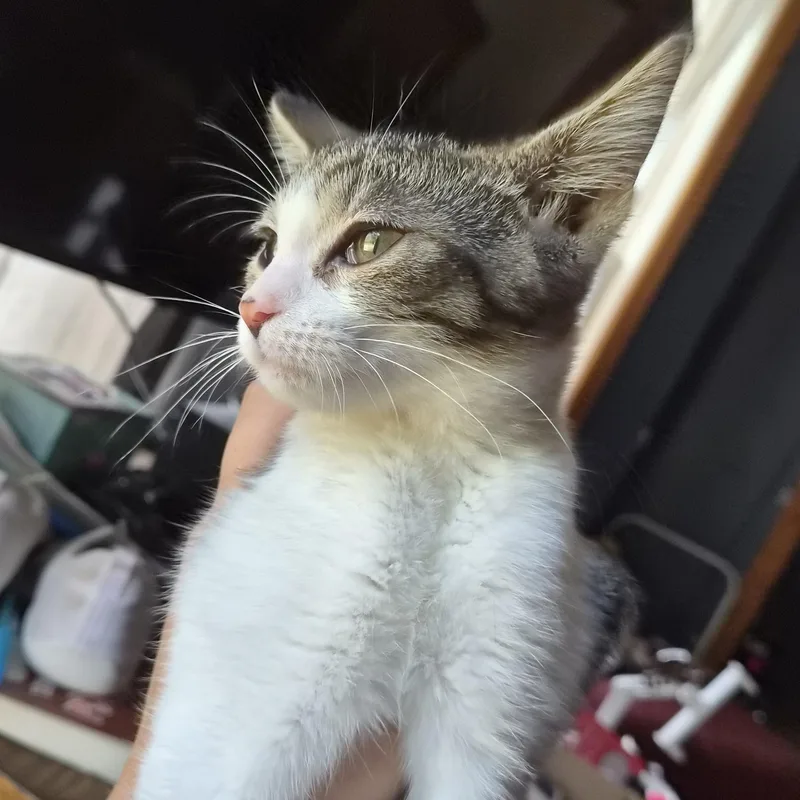 A baby medium-sized male Gray & White Domestic Short Hair cat named Panini for adoption in Tilton, IL