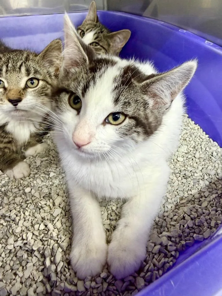 A baby small-sized male Domestic Short Hair cat named Cajun for adoption in Glenfield, NY