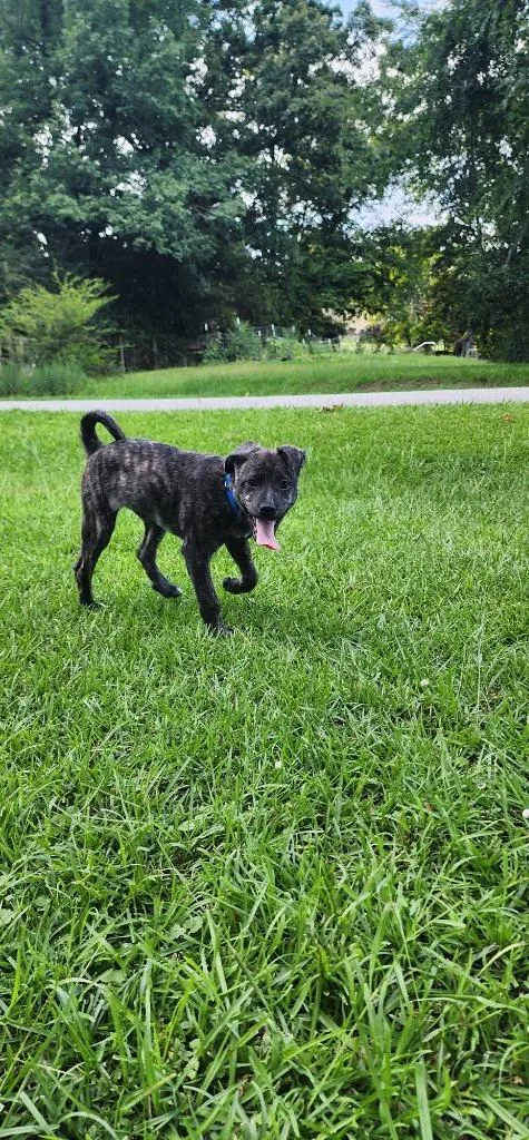 A baby medium-sized male Mixed Breed dog named Jensen for adoption in Fond Du Lac, WI