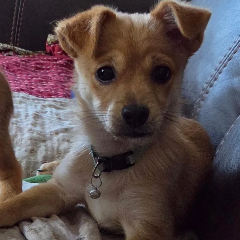 A baby small-sized male Yellow / Tan / Blond / Fawn Chihuahua dog named Mickey for adoption in Kannapolis, NC
