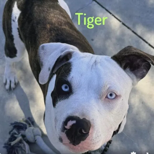Tiger thumbnail 2