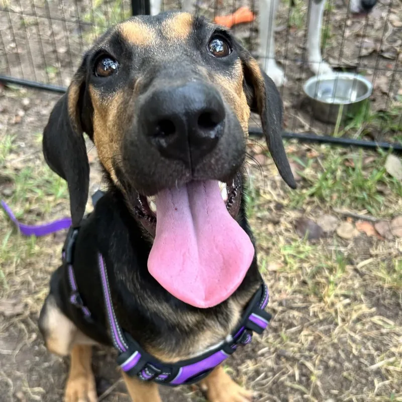 A baby medium-sized female Black and Tan Coonhound dog named Lucy for adoption in Austin, TX