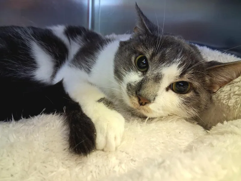 A young medium-sized male Domestic Short Hair cat named Franklin for adoption in Wintersville, OH