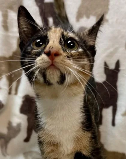 Nana  `a Priority thumbnail 2