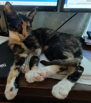 Nana  `a Priority thumbnail 3