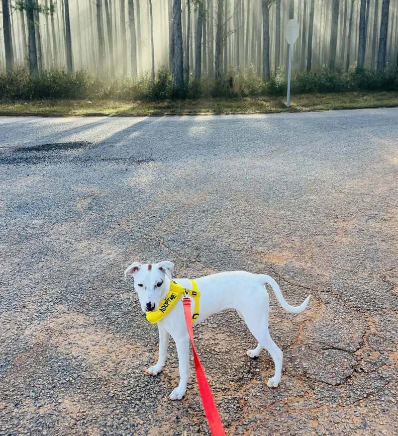 Sassafras thumbnail 3