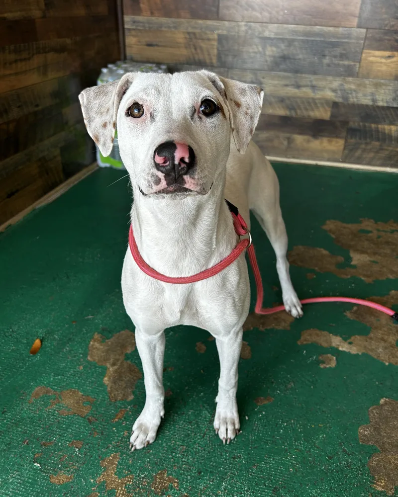 Sassafras thumbnail 4