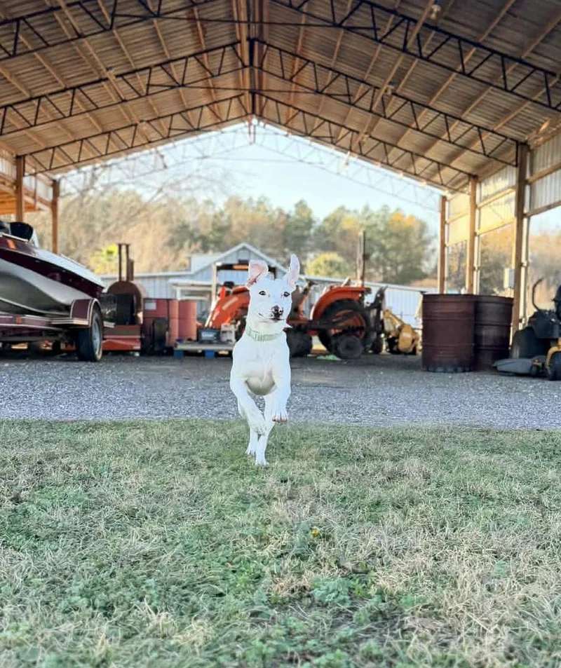 Sassafras thumbnail 5