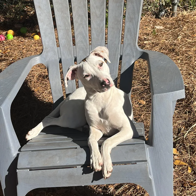 Sassafras thumbnail 6