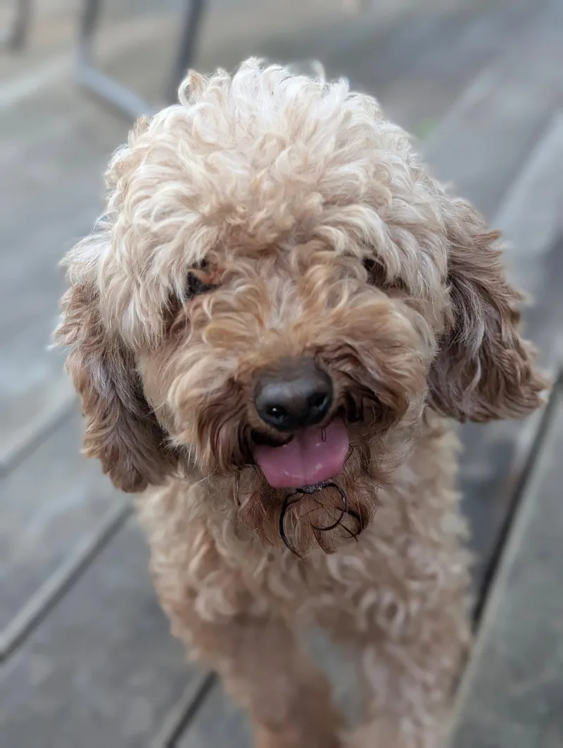A young medium-sized female Poodle dog named Strudel for adoption in Tenafly, NJ