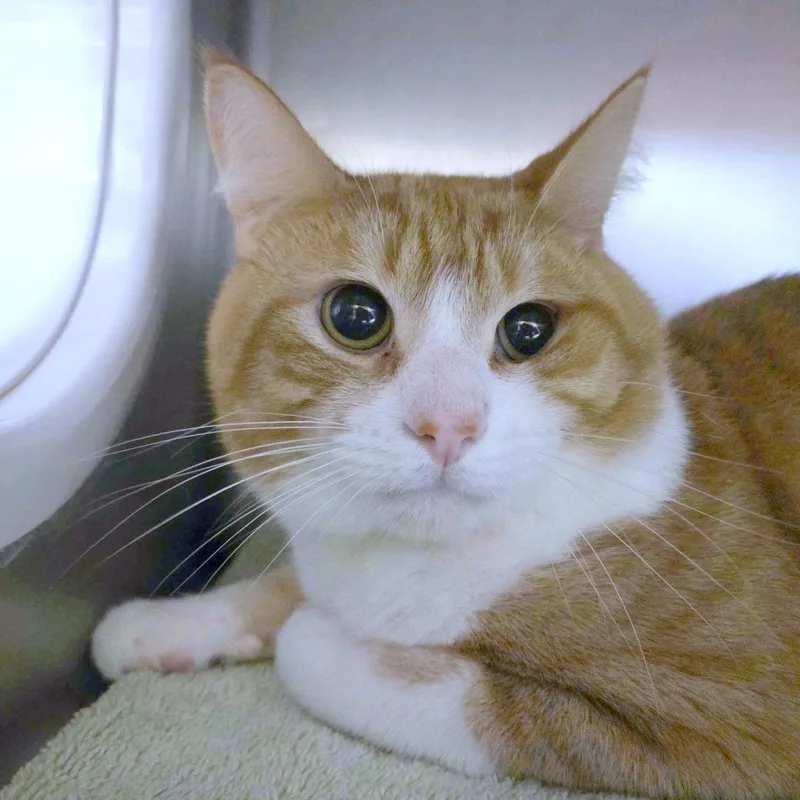 An adult medium-sized male Orange / Red Domestic Short Hair cat named Misho for adoption in Providence, RI
