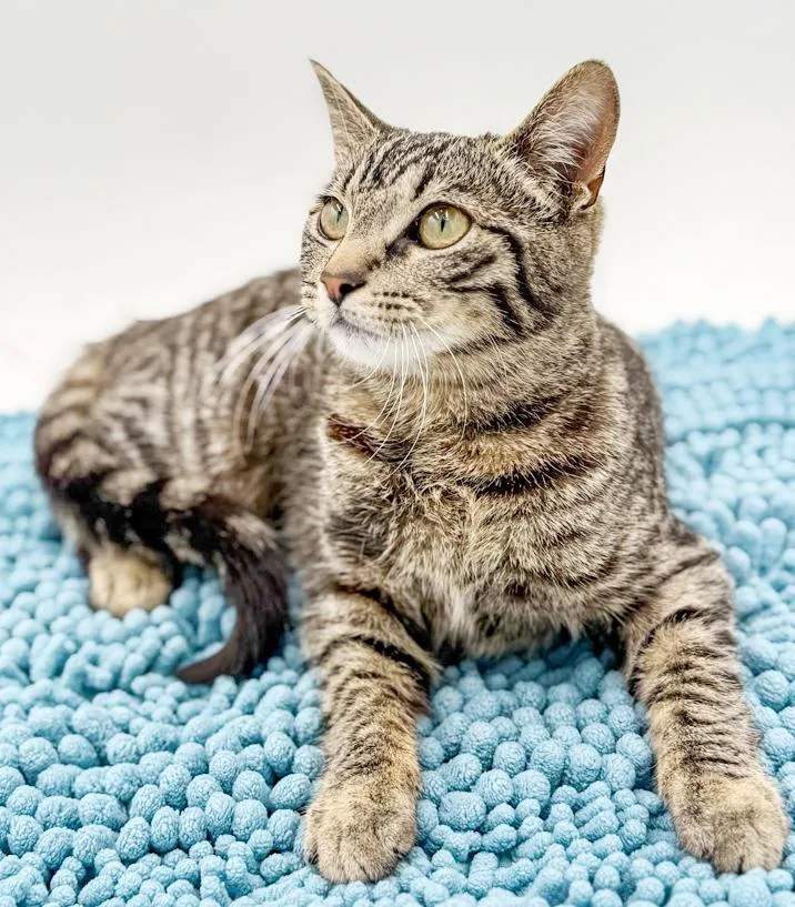 Annie Our Love! Gentle thumbnail 2