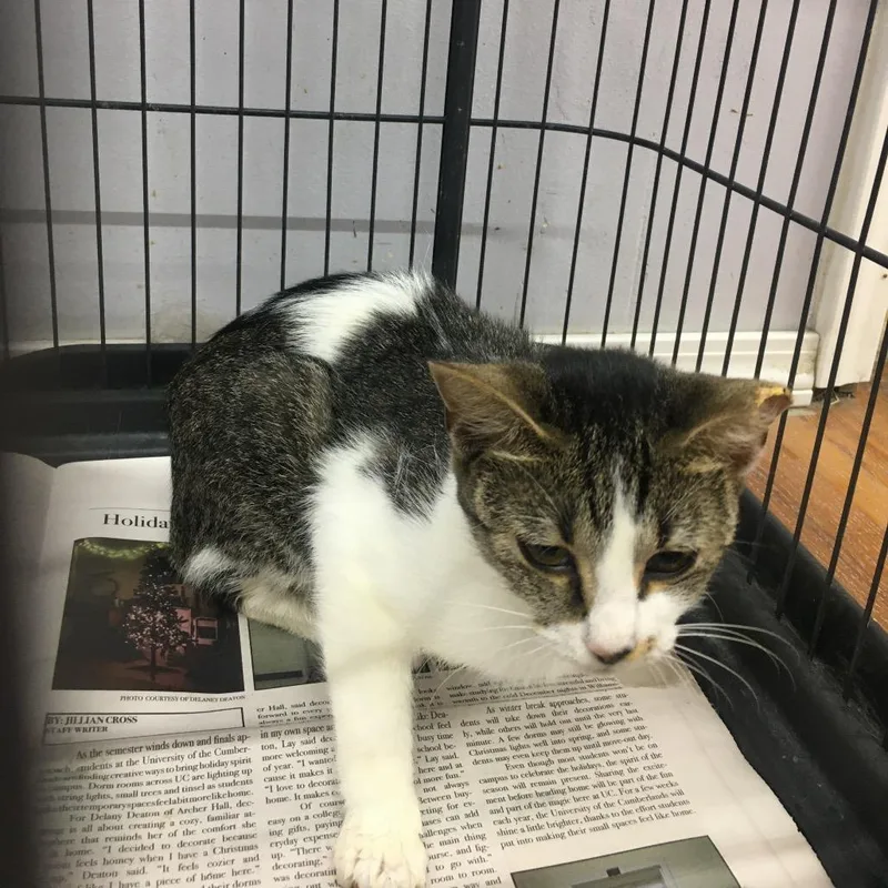 A young small-sized female Domestic Short Hair cat named Walda for adoption in Corbin, KY