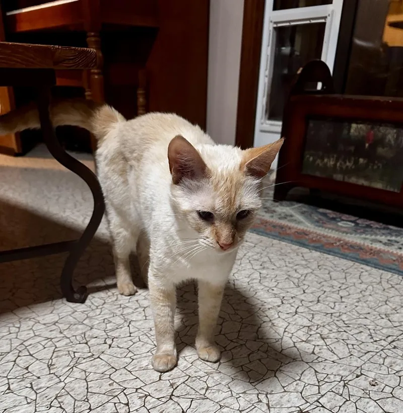 An adult large-sized male Domestic Short Hair cat named Ghost for adoption in Greensboro, NC