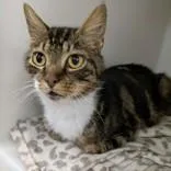 An adult medium-sized male Tabby (Gray / Blue / Silver) Domestic Short Hair cat named Atreus for adoption in Portsmouth, OH