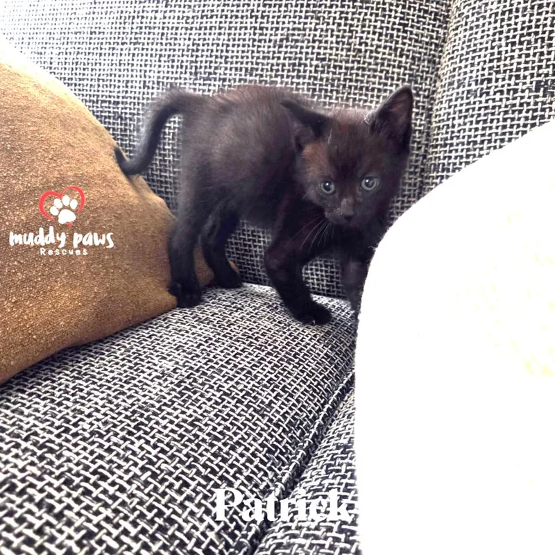 A baby small-sized male Domestic Short Hair cat named Spongebob Litter:  Patrick for adoption in Council Bluffs, IA