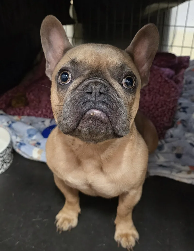 An adult small-sized female Yellow / Tan / Blond / Fawn French Bulldog dog named 26-248 for adoption in Amityville, NY